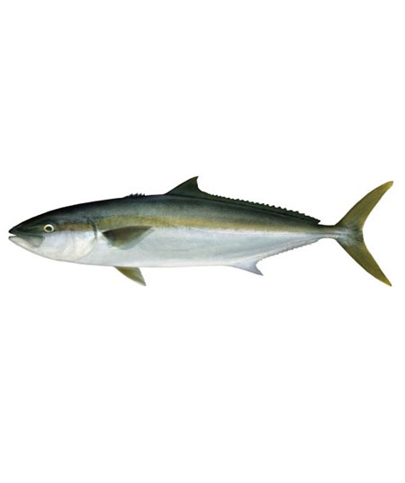 KING FISH