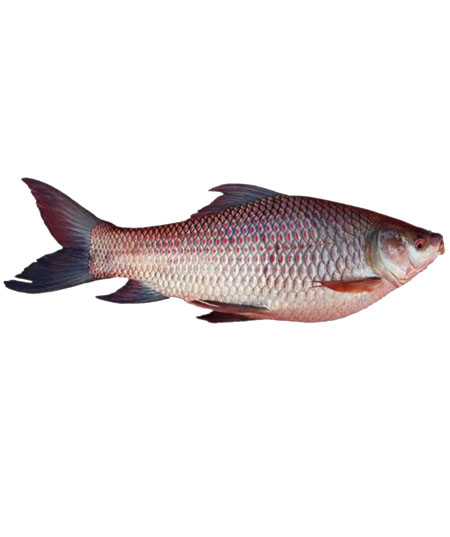 ROHU