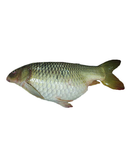 CARFU 3KG UP