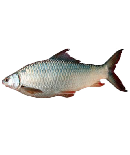 MRIGAL
