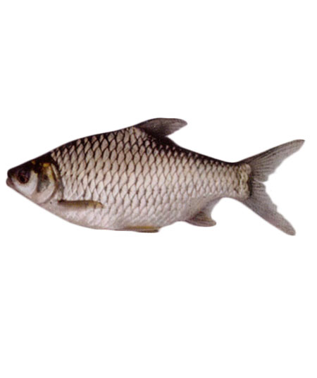 SHORPUTI